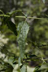 White snakeroot